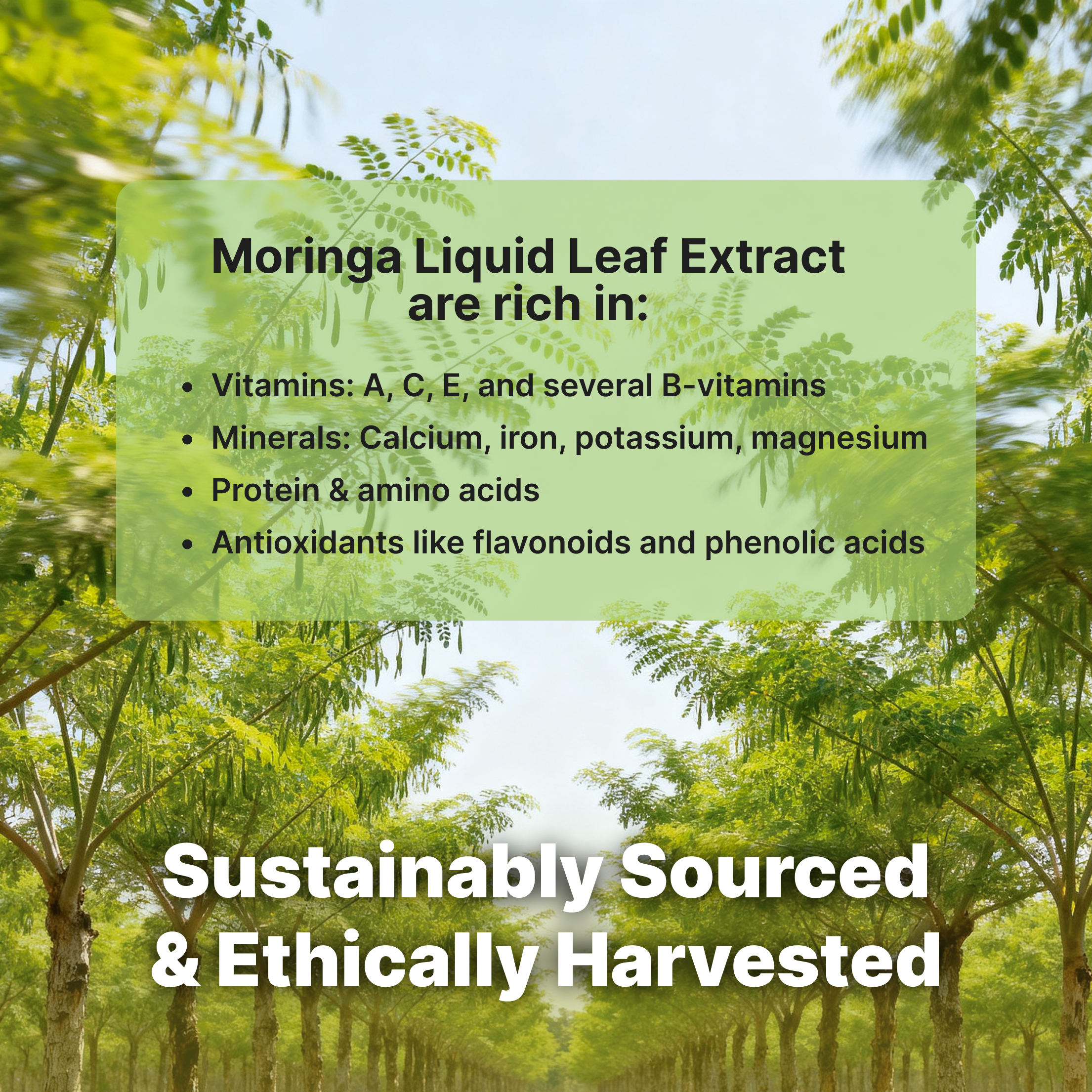 Moringa Glycerin Extract (2 oz)